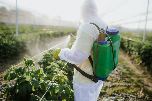 Best Wasp Removal Services  in Drum Point, MD